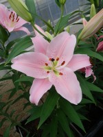 [5243 Emani No02.JPG]